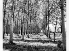 IMG_0455